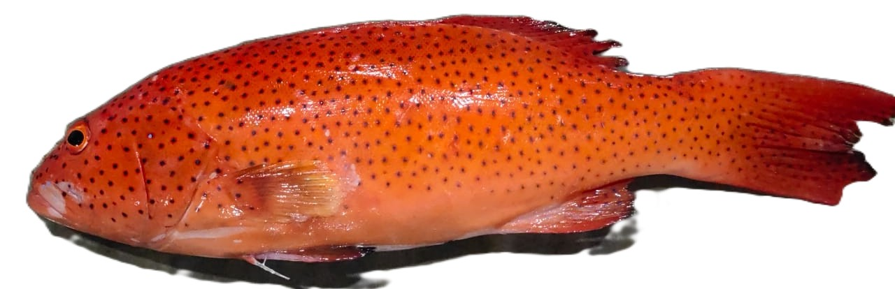 Sabah Coral Grouper ESG Initiative